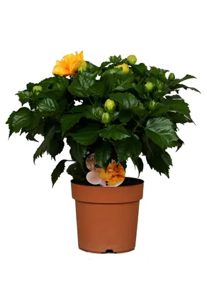 Гибискус Графф Желтый - купить, цена, отзывы, условия выращивания в  интернет-магазине комнатных растений.
