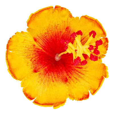 Hula Girl Hibiscus, Hibiscus rosa-sinensis 'Hula Girl', Monrovia Plant