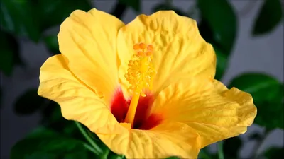Yellow hibiscus flower watercolor style for Decorative Element 9788448 PNG