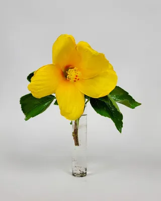 File:Hibiscus rosa-sinensis yellow, Oahu, Hawaii, USA.jpg - Wikimedia  Commons