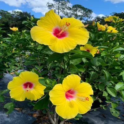 Yellow \"Hibiscus rosa-sinensis\" and red \"Hibiscus moscheut… | Flickr