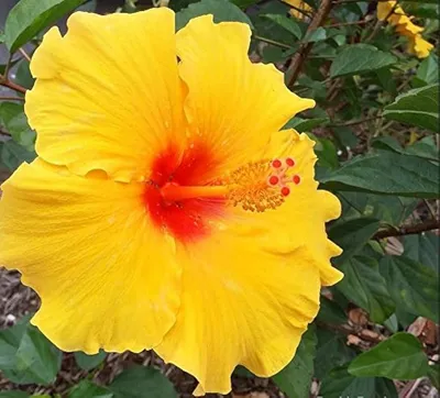 Tropical Hibiscus 'Yellow' | PlantVine