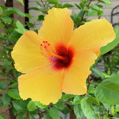 Hibiscus Tropical Yellow (Yellow Flowers) in 10 in. (3 Gal.) Grower Po –  OnlinePlantCenter