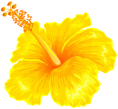 Yellow hibiscus making orange flowers