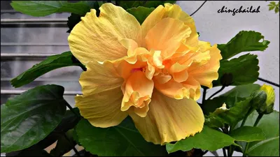 Yellow Hibiscus — Quillshadow