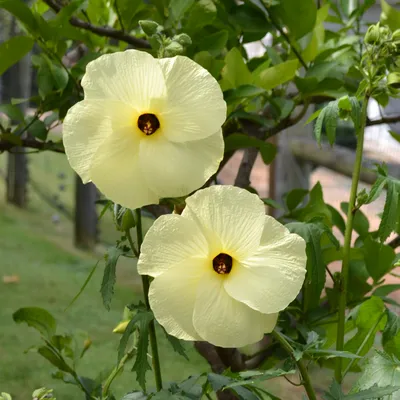 Pink And Yellow HIbiscus Flower | My Backyard Southwest Flor… | Flickr