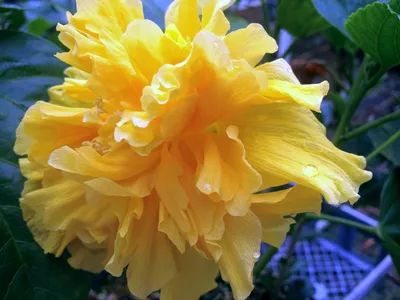 20 Orange Yellow Hibiscus Seeds Flowers Flower Seed Perennial Bloom 451 |  eBay
