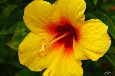 Yellow Tropical Hibiscus Photograph by Chris Dippel - Fine Art America