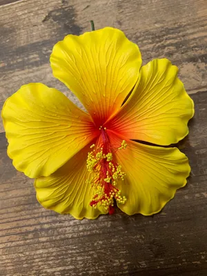 Yellow Hibiscus - Office Wall Art | Flowers Trees Rocks by Black Dog Office  | Madison Liquidators