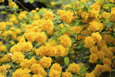 Керрия японская: декоративный кустарник с желтыми цветами | Наталья  Кудрявцева | Дзен