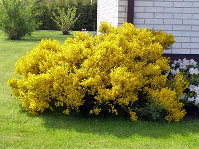 Цветущие желтыми цветами кустарники - 62 фото
