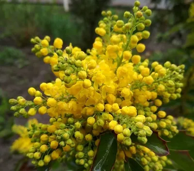 Кустарники с желтыми цветами: названия и фото самых красивых растений |  ivd.ru