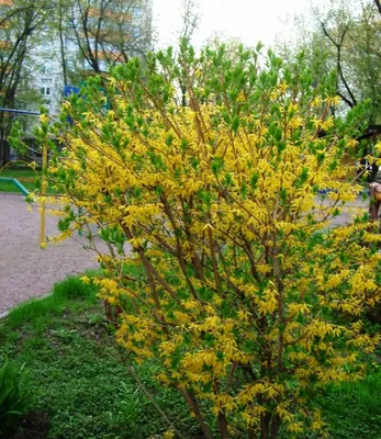 В Сочи на кустах магнолии и рододендрона распустились желтые цветы