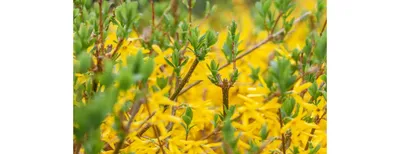 Жасмин голоцветковый, Jasminum nudiflorum (Ø 9 см) - Садовый центр Земля Х