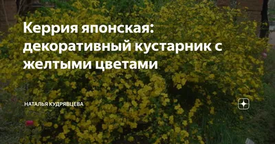 Саженцы Форзиция европейская из питомника растений Гринстрана купить по  цене от 0 рублей | Описание, фото, доставка, консультация — Гринстрана.ру