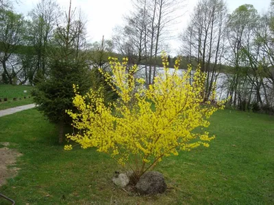 Барбарис Жёлтая Птица, \"Berberis thunb.Yellow Bird\" 2-х летние | САД ПОЛТАВИ