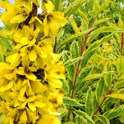 Лапчатка кустарниковая жёлтая (крупноцветковая) ⋆ Экоферма22.рф