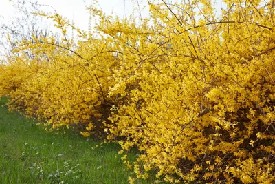 Хризантема кустовая желтая | купить недорого | доставка по Москве и области