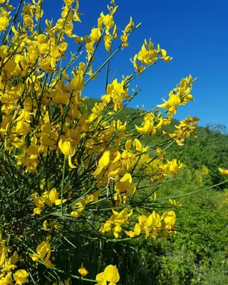 Желтые цветы в Черногории - не только украшение побережья | Путеводитель по  Черногории