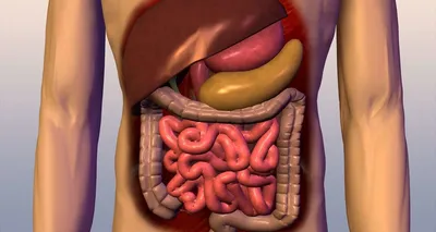 Онко Вики — Как устроен и как работает желудок?