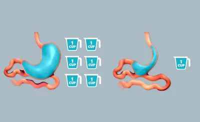 Желудок – орган между пищеводом и тонкой кишкой | Премиум Фото