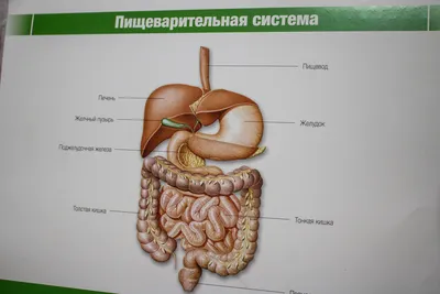 Шунтирование желудка - Сиюхов Руслан Шумафович