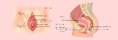 Вибратор женский вакуумный стимулятор для клитора мини EMotif 25932413  купить за 1 091 ₽ в интернет-магазине Wildberries