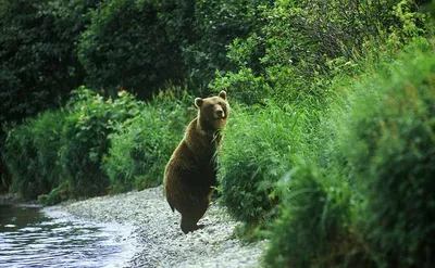Фото жертв медведя: захватывающие моменты