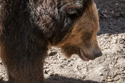 Фото жертв медведя: коллекция красочных изображений