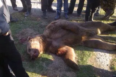 Жертвы медведя на Камчатке - фото в формате jpg для скачивания