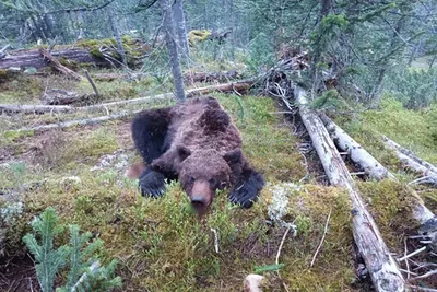 Жуткие фотографии жертв медведей на Камчатке - бесплатно скачать в хорошем качестве