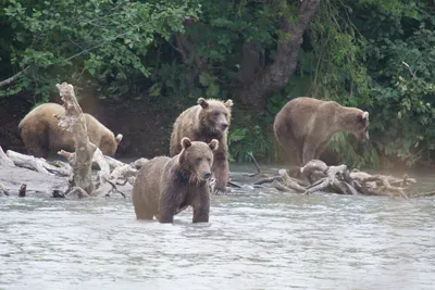 Кадры нападений медведей на Камчатке - ужасающая реальность