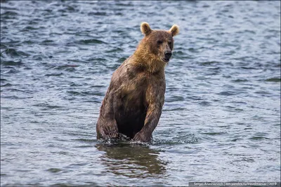 Истории выживших после нападения медведей на Камчатке - фотографии скачивайте бесплатно