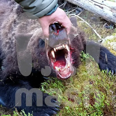 Потрясающие фото жертв атак медведей на Камчатке в формате webp