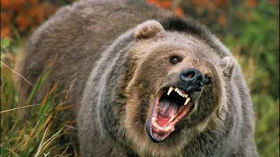 Изображения атак медведей на Камчатке - опасные моменты в жизни