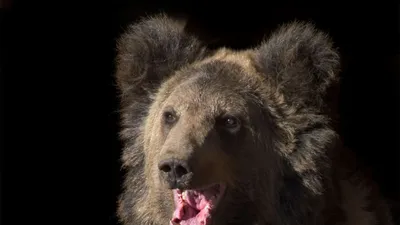 Камчатские медведи и их жертвы - фотографии захватывающие дух