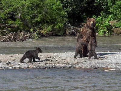 Камчатка и ее опасные медведи: фотографии нападений и жертв
