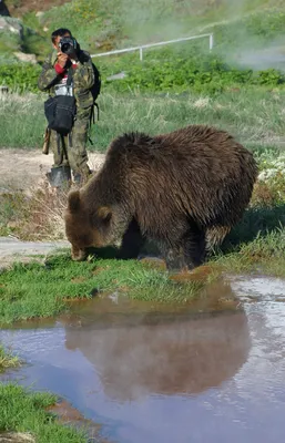 Ужасные случаи нападений медведей на Камчатке - фото в высоком качестве