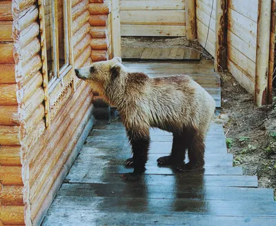 Фотографии с места нападений медведей на Камчатке - свидетельства трагедии