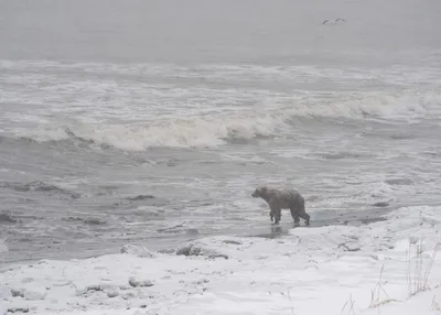 Нападения медведей на Камчатке: фотографии с места происшествия