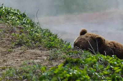 Жертвы агрессивных медведей Камчатки - фото в формате webp для скачивания