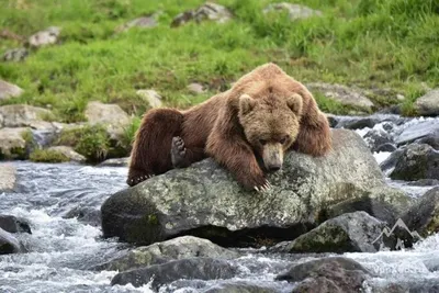 Впечатляющие кадры атак медведей на Камчатке - фото, изображения, картинки