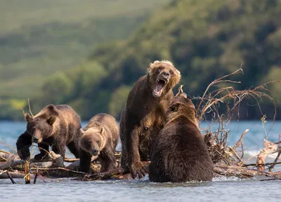 Опасности Камчатки: ужасные фото атак медведей на людей