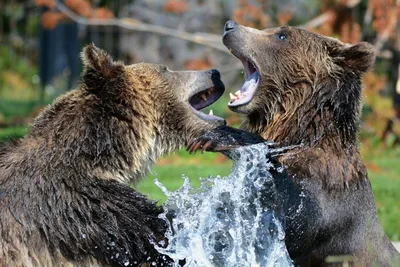 Фото медведей Камчатки и их жертв - уникальные кадры