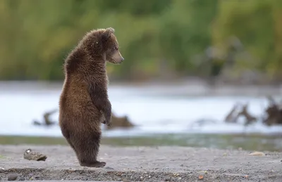 Жертвы жестокого мира медведей на Камчатке - скачивайте фото бесплатно