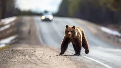 Истории острых ощущений: фото атак медведей на Камчатке