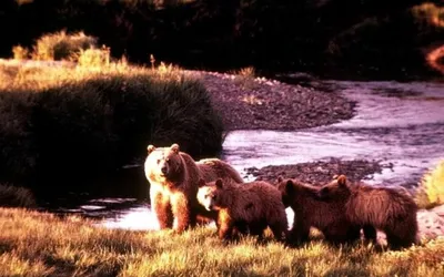 Ошеломляющие кадры жертв атак медведей на Камчатке - скачать бесплатно