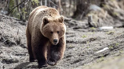 Камчатские медведи и их страшные атаки - фото в хорошем качестве для скачивания