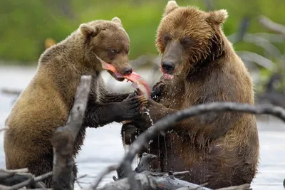 Изображения печальной судьбы жертв медведя на Камчатке - скачивайте бесплатно