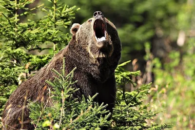 Фото нападения медведей: бесплатные изображения для скачивания